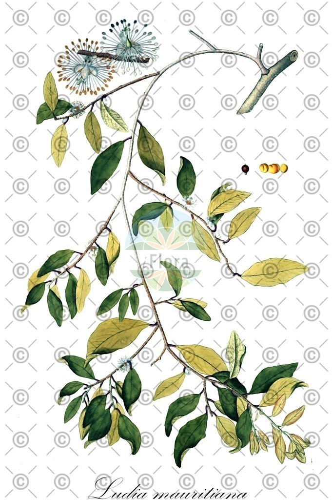 HistAbb_wfo-0000683726_1_ENZY_Simple | Historische Abbildung von Ludia mauritiana - Salicaceae | Historical Illustration of Ludia mauritiana - Salicaceae