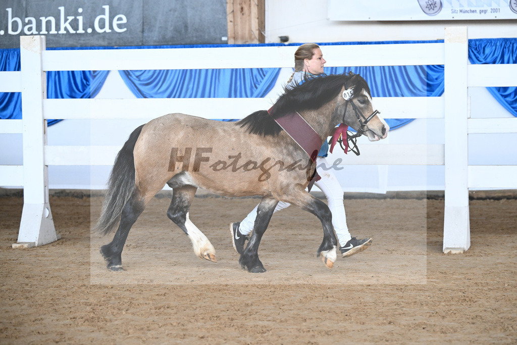 Kat-Nr. 15 Leybucht Bavarian Bailey v. Penymorfa Bailey_Nieberle_9260706 | hf-fotografie - Realisiert mit Pictrs.com