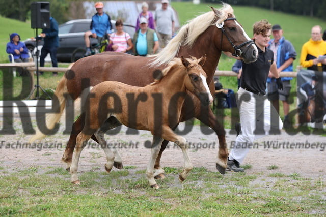 Fohlenprämierung_Sankt-Märgen_2024_KN_58_Fernando (41) | Alle Fotos der Reiterjournal Fotografin Doris Matthaes im Reiterjournal Online-Fotoshop. - Realisiert mit Pictrs.com