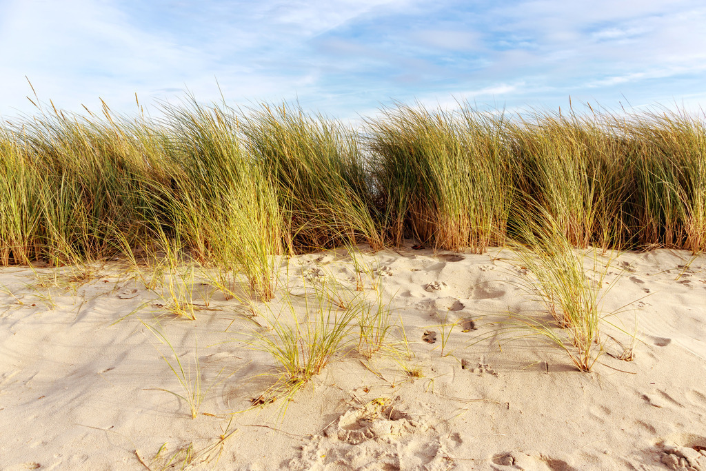 Wandbild: Strandhafer auf Sanddüne in Damp | Sanfte Farben und eine beruhigende Küstenlandschaft – dieses Wandbild vermittelt eine entspannte Atmosphäre, die das Wohlbefinden fördert. Die kleine Düne mit Strandhafer bringt eine natürliche Struktur ins Motiv, während der warme Sandton eine harmonische und freundliche Raumwirkung schafft. Ideal für Wartezimmer, Behandlungsräume oder Empfangsbereiche, um eine stressfreie und ausgeglichene Umgebung zu gestalten. - Realisiert mit Pictrs.com