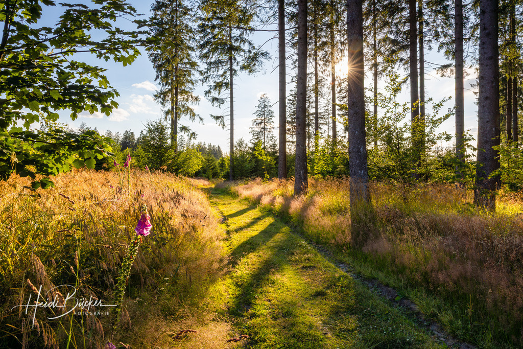 Wiesenweg in Schmallenberg-Schanze | Wiesenweg (Rothaarsteig) in Schanze bei Schmallenberg im Hochsauerland - Realisiert mit Pictrs.com