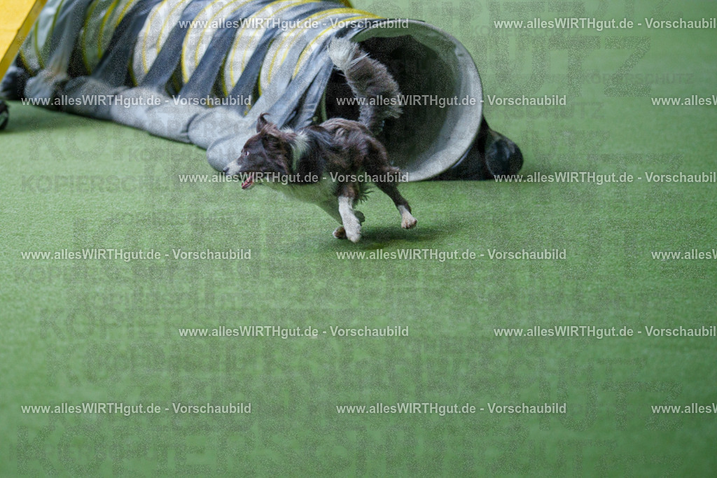 @allesWIRTHgut_Tierfotografie - www.allesWIRTHgut.de - 2604251241-7R502522 | Professionelle Tierfotografie in Mönchengladbach von Daniel Wirth (allesWIRTHgut). Liebevolle & natürliche Bilder von Hunden & Katzen für unvergessliche Erinnerungen.