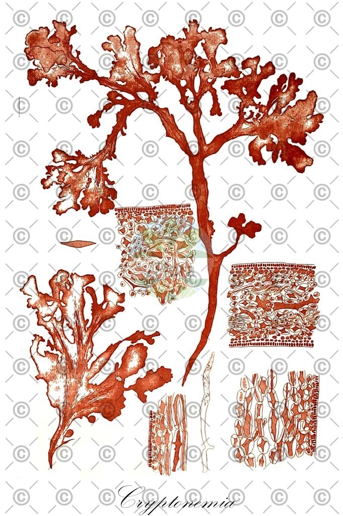 HistAbb_wfo-0001197360_1_ENZY_Simple | Historische Abbildung von Cryptonemia - Halymeniaceae (0) | Historical Illustration of Cryptonemia - Halymeniaceae (0)