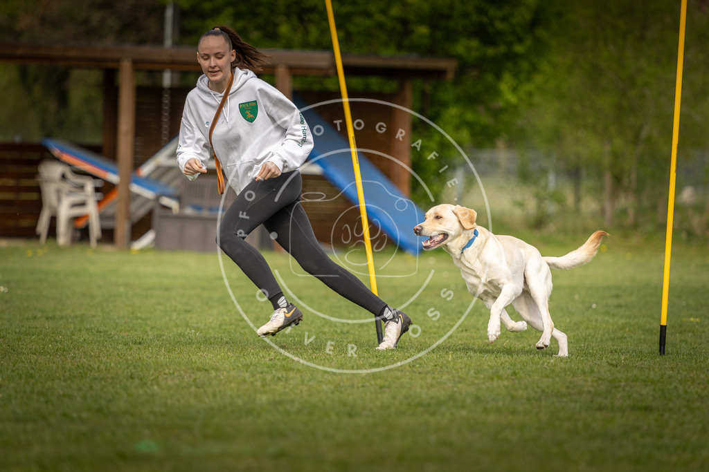 Pfotenfotografie_DV3A5192 | Hundefotografie, Tierfotograf, Pfotenfotografie, Fotoshooting Hund, Hunde Portrait, Hundesport, Hundeportraits, Heideshooting, Hunde, Sportfotograf, Hundefotograf, Turnierhundsport, THS,  - Realisiert mit Pictrs.com