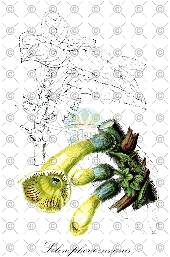 HistAbb_wfo-0000818560_1_ENZY_Simple | Historische Abbildung von Solenophora insignis - Gesneriaceae | Historical Illustration of Solenophora insignis - Gesneriaceae