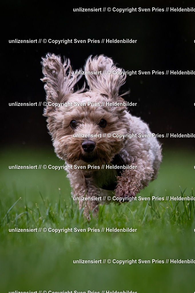 Sven Pries | 2024-10-19 - Hunderennen Ober-Grombach - Realisiert mit Pictrs.com