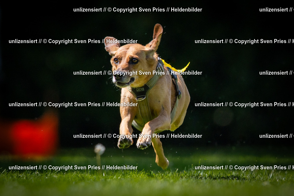 Sven Pries | 2025-08-10 - Hunderennen Durlach - Realisiert mit Pictrs.com