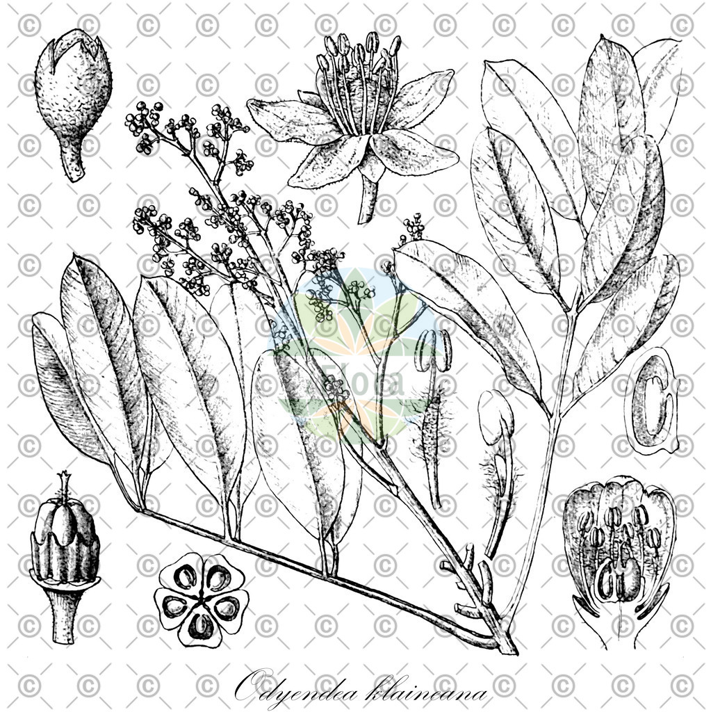 HistAbb_wfo-0000084896_1_ENZY_Simple | Historische Abbildung von Odyendea klaineana - Simaroubaceae | Historical Illustration of Odyendea klaineana - Simaroubaceae