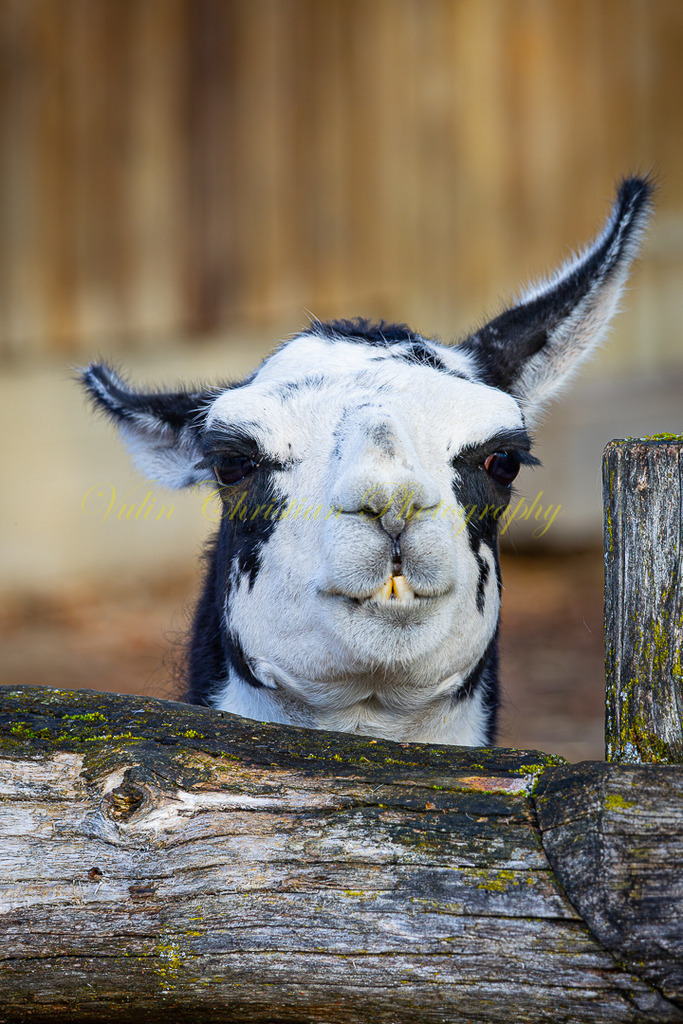 TPH 6p | Christian Vulin  - Realisiert mit Pictrs.com