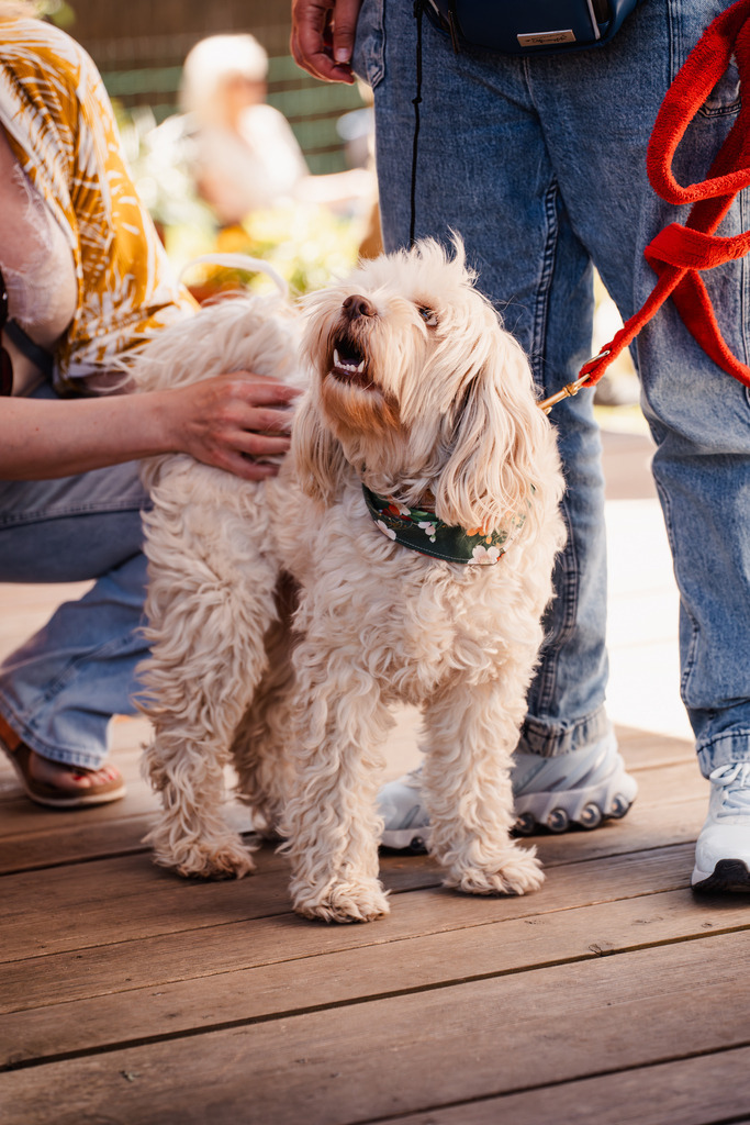 20260426-97 | MuT (Mensch und Tier) mit Mona - Fotografie und Tierkommunikation - Realisiert mit Pictrs.com