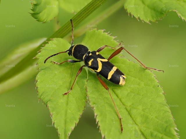 Echter Widderbock (Clytus arietis) | Der Echte Widderbock (Clytus arietis), auch Wespenbock genannt, ist ein 7–14 mm großer Bockkäfer mit auffälliger schwarz-gelber Zeichnung, die ihn wie eine Wespe aussehen lässt. Er gehört zur Familie der Bockkäfer und wird häufig auf Blüten beobachtet. –  – The Wasp Beetle (Clytus arietis), also known as the Echter Widderbock, is a 7–14 mm longhorn beetle with striking black and yellow markings that mimic a wasp. It belongs to the longhorn beetle family and is commonly seen on flowers. - Realisiert mit Pictrs.com