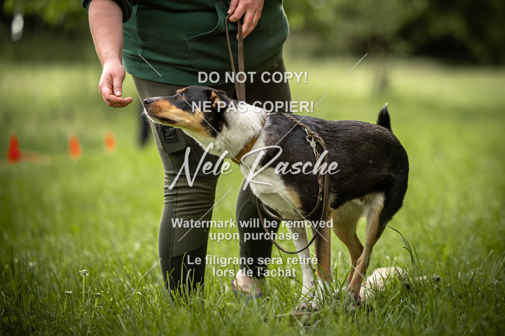 nelerasche_So-earlydog_87 | nelerasche