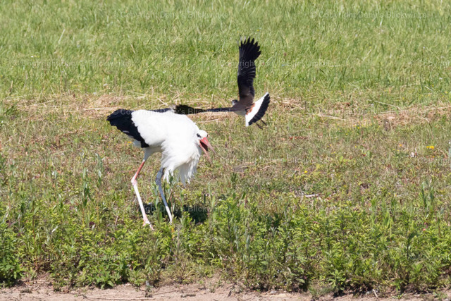 201744 | Tierfotografie, Tierkalender, Tierbilder, Insekten, Spinnen, Vögel, Schmetterling, Libellen, Leinwand, Colorkey, Qualität, Geschenkartikel, Geschenk - Realisiert mit Pictrs.com