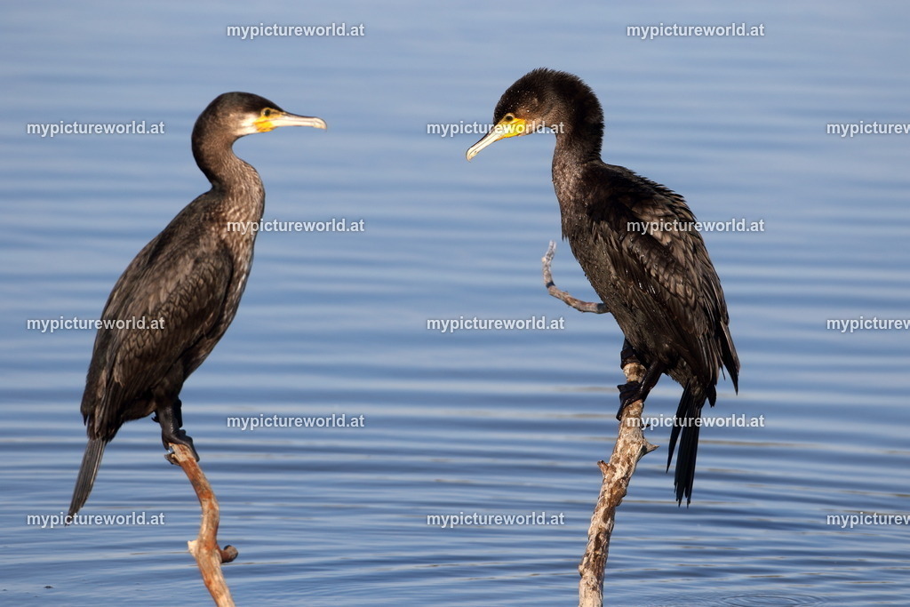 Kormoran-143 | Das Bilderarchiv über Tiere, Planzen und Landschaften. In der Bilddatenbank finden Sie ein große Auswahl an hochwertigen Bilder für Ihre Werbung - Realisiert mit Pictrs.com