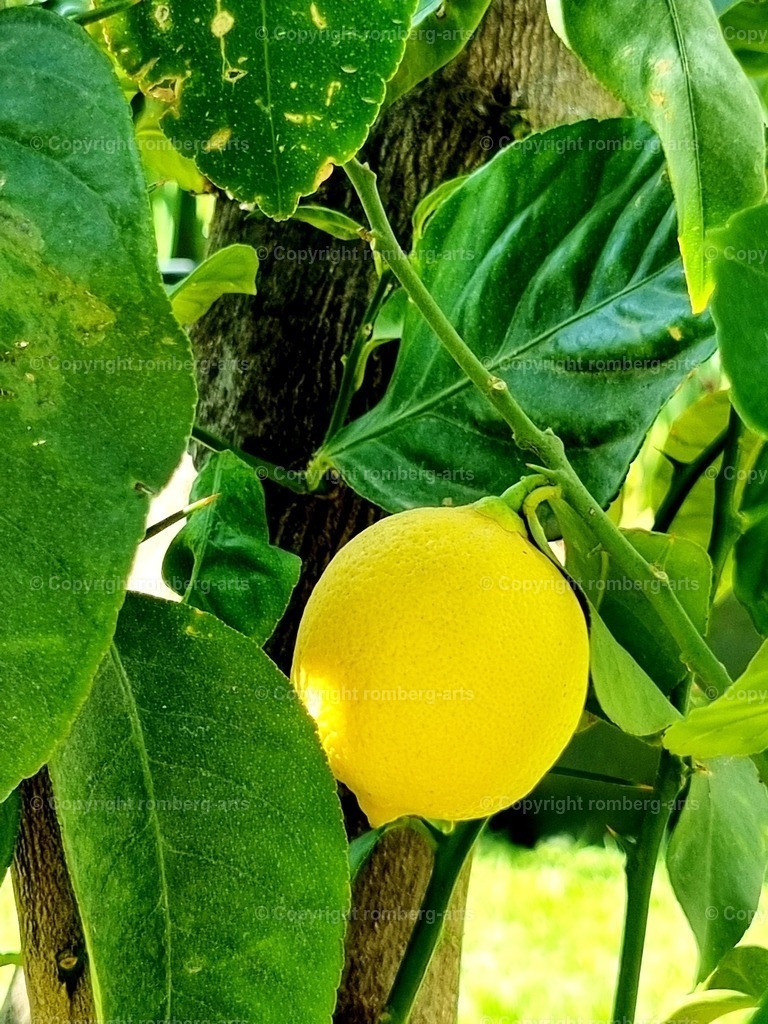 20230519_084611 | romberg-arts, romberg-arts.de, www.romberg-arts.de, Foto_Online_Shop, Julia Fuhrmann, Köln, Fotos, Fotografie, Fotokunst, Kunstdrucke, Naturfotos, Aktfotos, Nacktfotos, schwarz_weiß_Fotos, Blumenfotos, Blumen, Tiere, Beton, Korrosion, Lächeln, Drucke