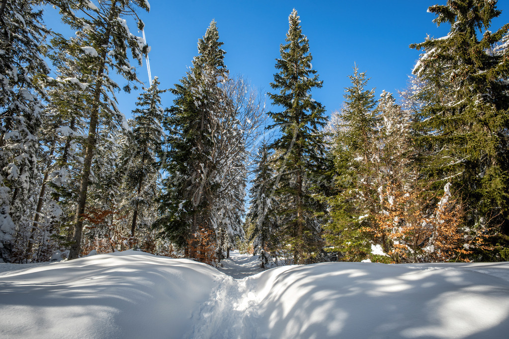 Mösern | Winterlandschaft bei der Möserer Höhe