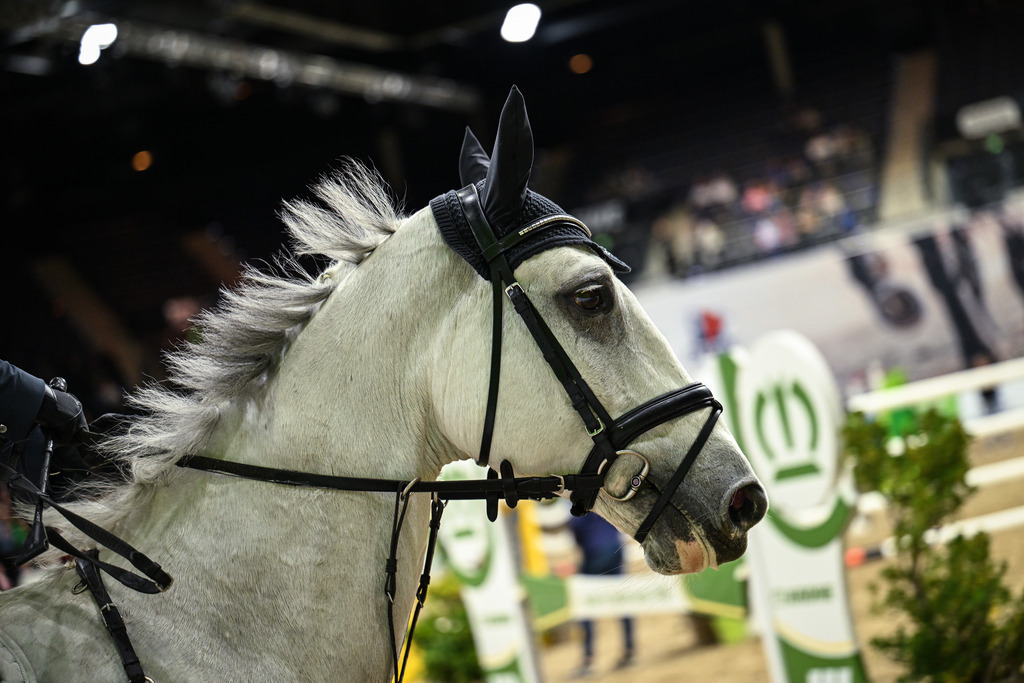311025-17-070 | Foto Mhisen Pferdefotografie#, Reitturnier Frankfurt#  #Dressur und Springen
#Profi Pferdefotograf Reitturnier Fotograf 
#Sport Horses Photographer 
#equestrain photographer - Realisiert mit Pictrs.com
