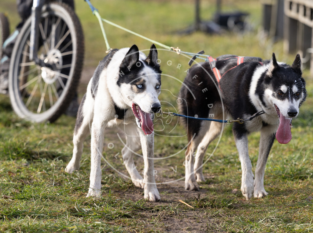 Pfotenfotografie_DV3A6832 | Hundefotografie, Tierfotograf, Pfotenfotografie, Fotoshooting Hund, Hunde Portrait, Hundesport, Hundeportraits, Heideshooting, Hunde, Sportfotograf, Hundefotograf, Turnierhundsport, THS,  - Realisiert mit Pictrs.com