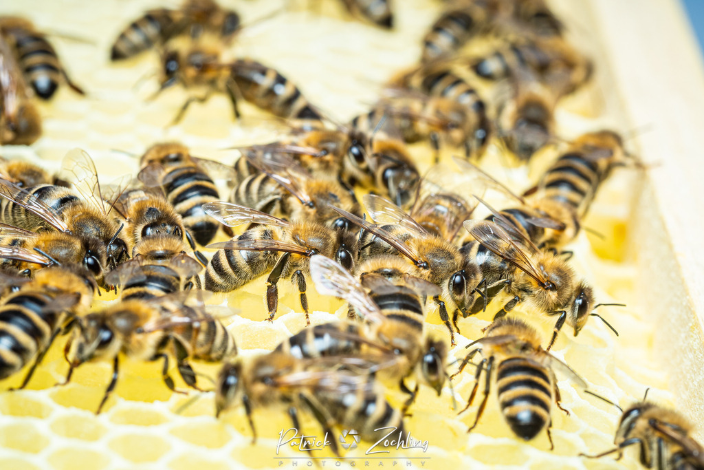Workingbees-Zöchling (10) | Patrick Zöchling - Realisiert mit Pictrs.com