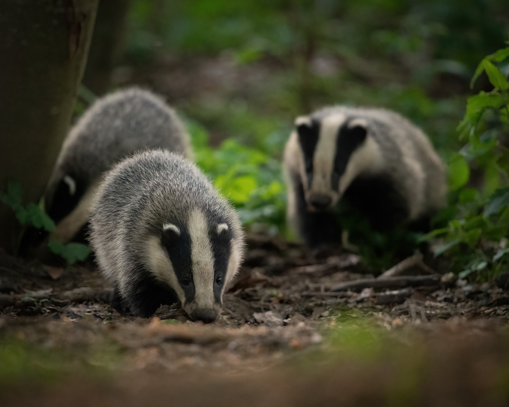 Dachsfamilie | Dachsjunge leben bis zu zwei Jahre bei ihren Eltern im Bau, bevor sie sich selbst auf den Weg machen. Zwischen den Tieren herrscht häufig eine starke Familienbindung. Deshalb nennt man sie auch Dachs-Clans. 