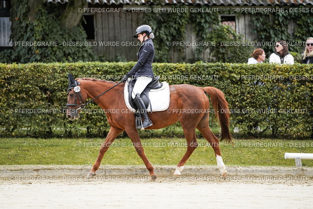 DSC04365 | Pferdegrafie