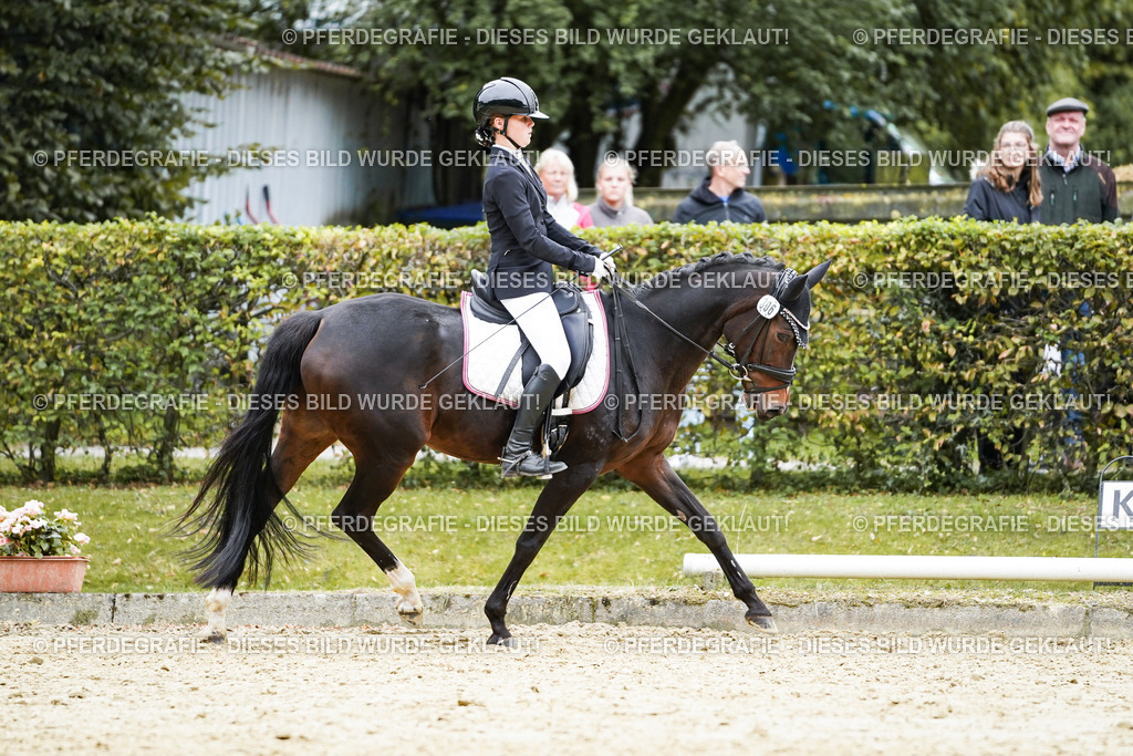 DSC01870 | Pferdegrafie