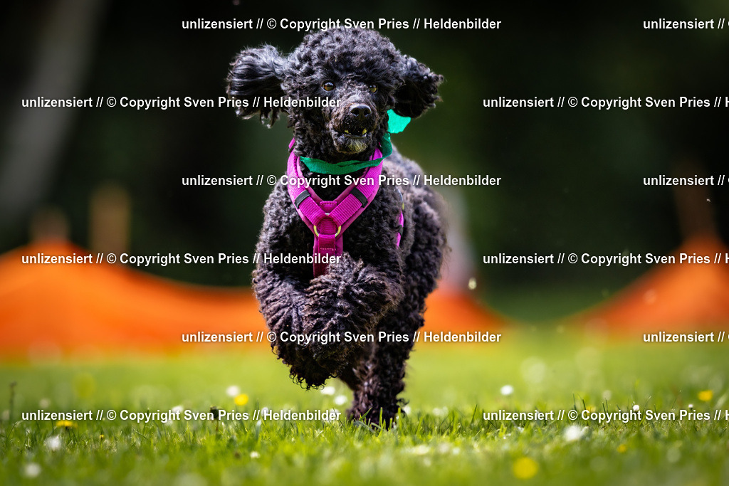 Sven Pries | 2026-05-14 - Hunderennen KA Durlach Vatertag 2026 - Realisiert mit Pictrs.com