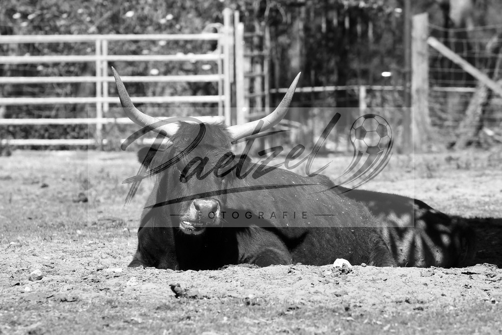 WILSAE20200601_0086 | Editorial:   im Wildfreigehege Noettler Berg am 01.06.2020 in Saerbeck, Deutschland. - Realisiert mit Pictrs.com