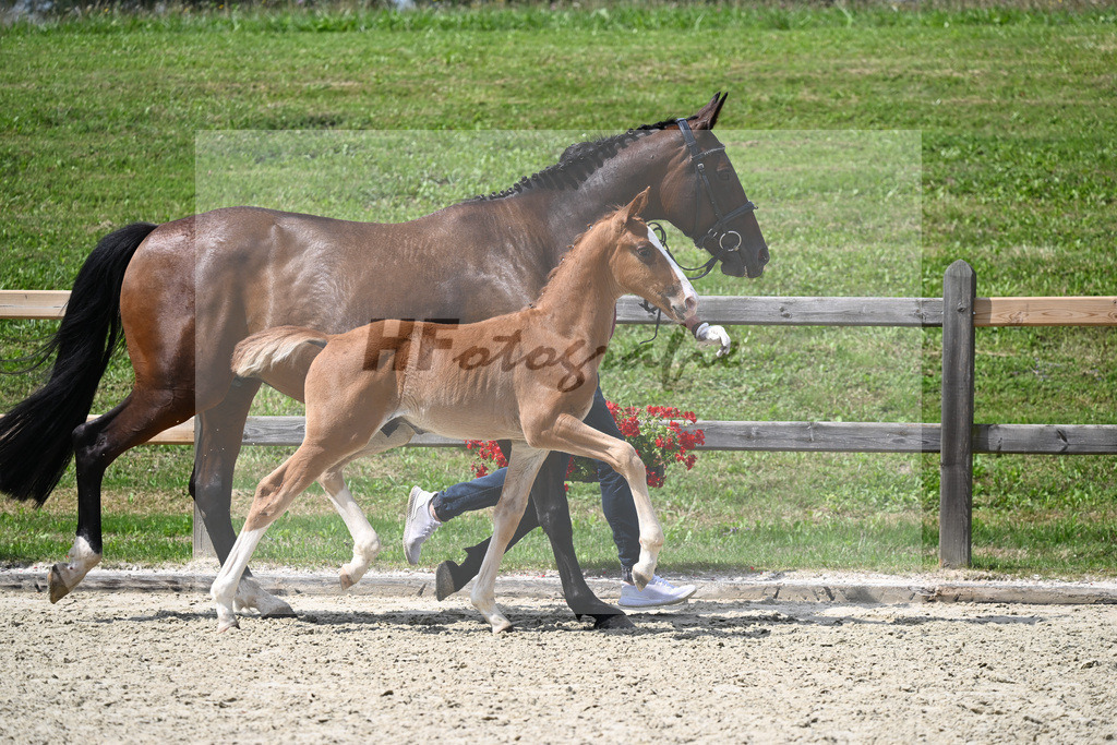 Kat-Nr. 30 HF Don Ampere x Dante Weltino_Sanladerer_28230428 | hf-fotografie - Realizzato con Pictrs.com