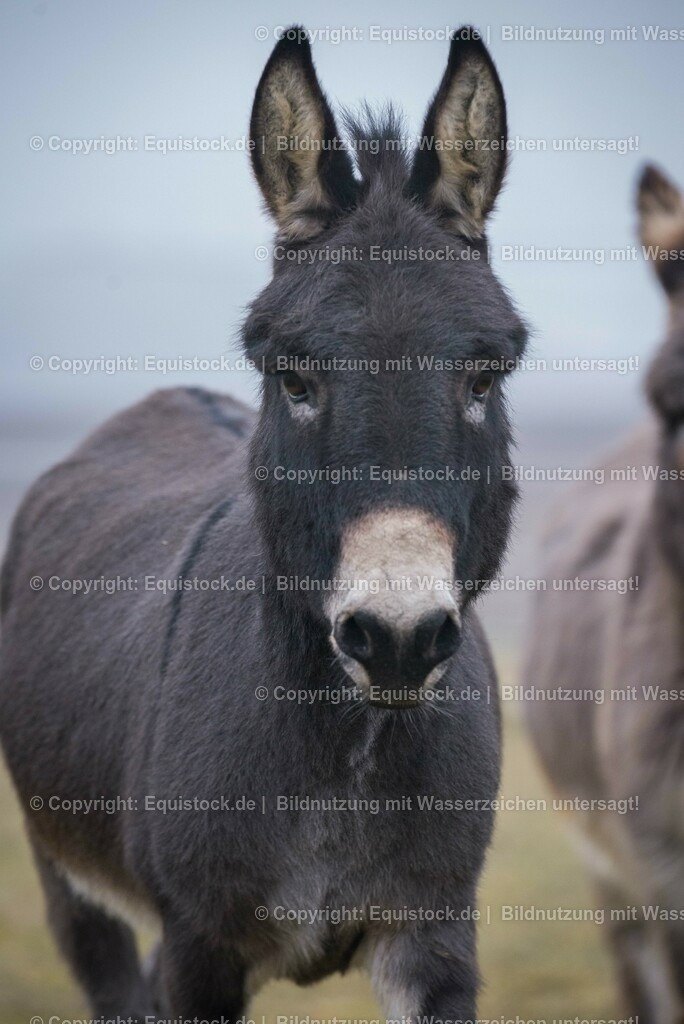 20150217_Esel_0007 | equistock