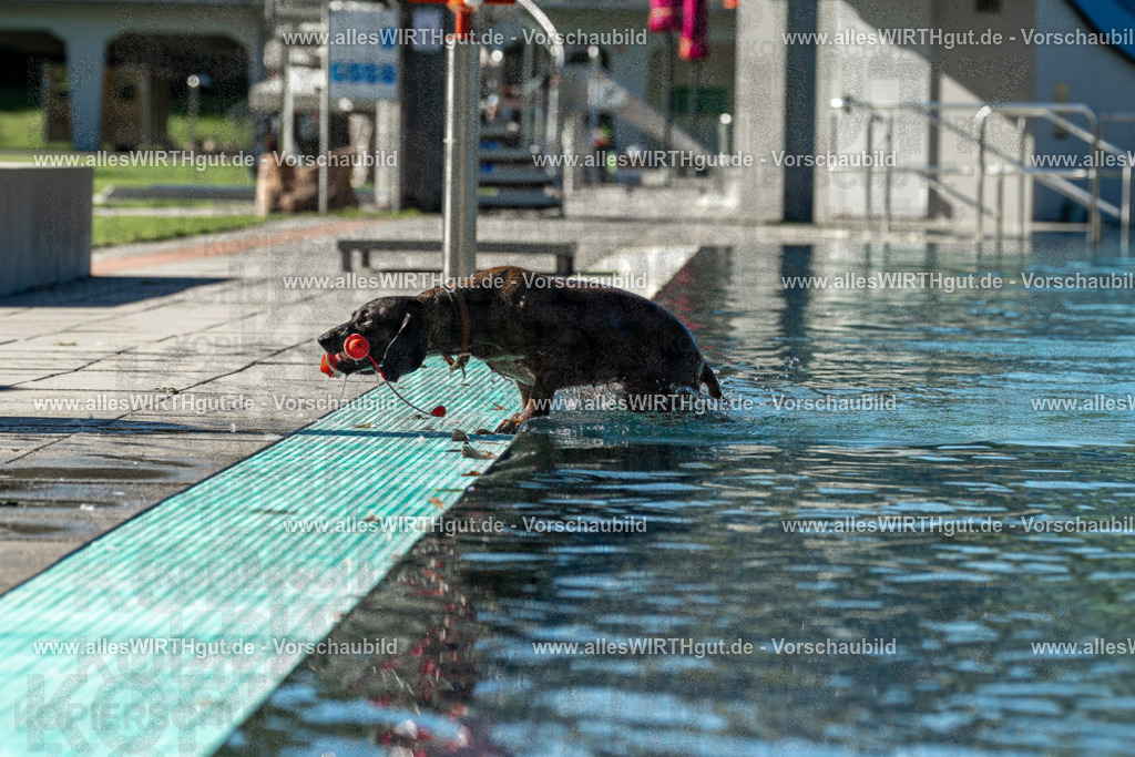 Hundeschwimmen_Volksbad_2026-allesWIRTHgut_Tierfotografie-2609061035-094505-7R508997 | Professionelle Tierfotografie in Mönchengladbach von Daniel Wirth (allesWIRTHgut). Liebevolle & natürliche Bilder von Hunden & Katzen für unvergessliche Erinnerungen.