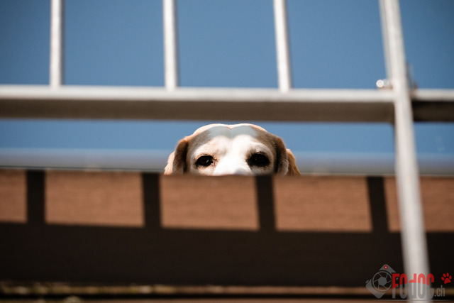 Beagle Club Schweiz  | Beagle Club Schweiz, 45 Jahre in Menziken 2025 Foto: Leo Wyden