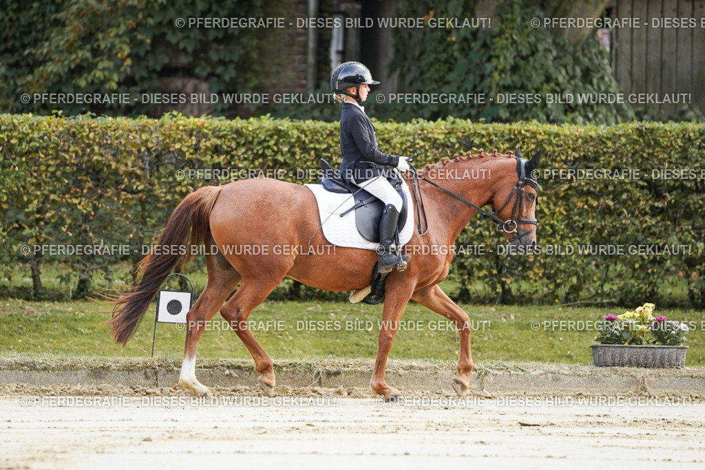 DSC05372 | Pferdegrafie