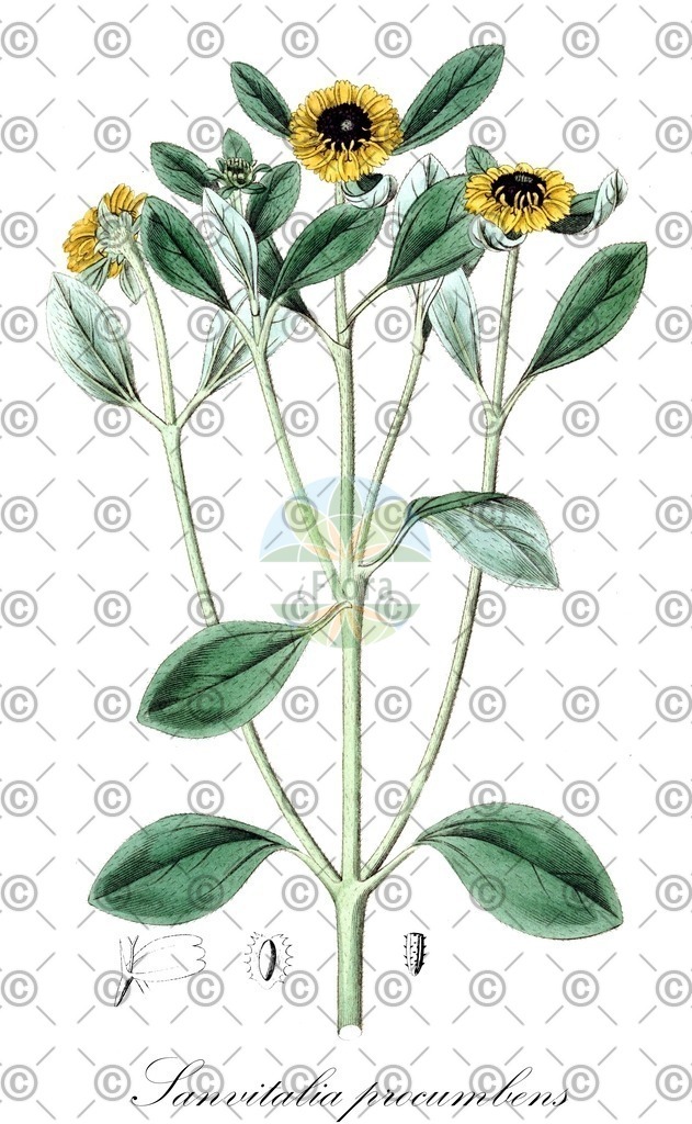 HistAbb_wfo-0000493168_1_ENZY_Simple | Historische Abbildung von Sanvitalia procumbens - Asteraceae | Historical Illustration of Sanvitalia procumbens - Asteraceae