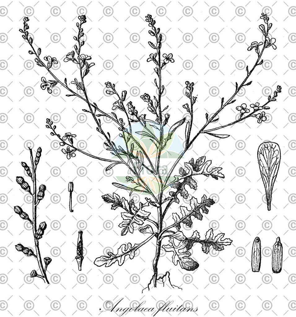 HistAbb_wfo-0000536542_187_ENZY_Simple | Historische Abbildung von Angolaea fluitans - Podostemaceae | Historical Illustration of Angolaea fluitans - Podostemaceae