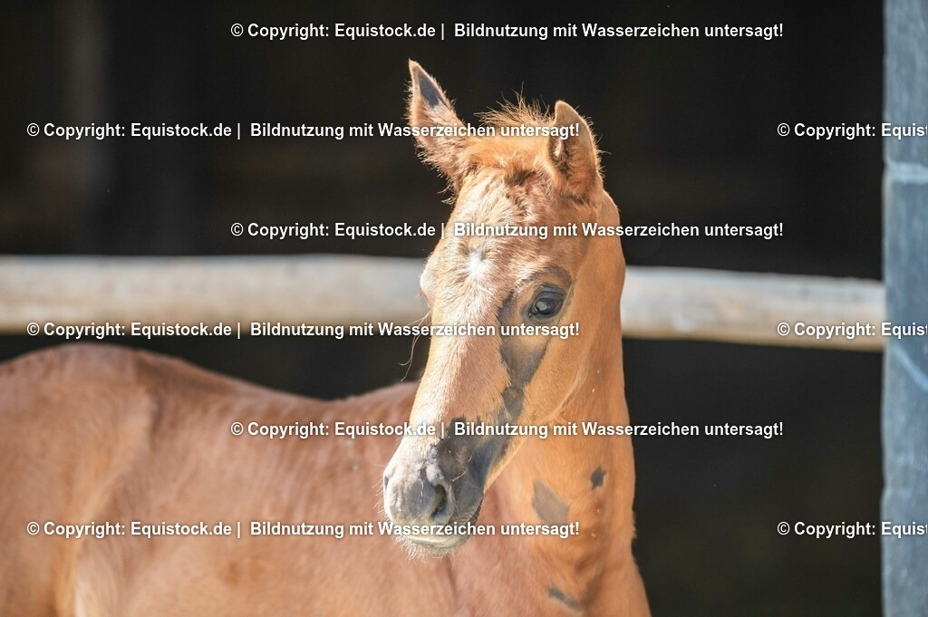 20210617_Fohlen_0238 | Foto: Thomas Hartig