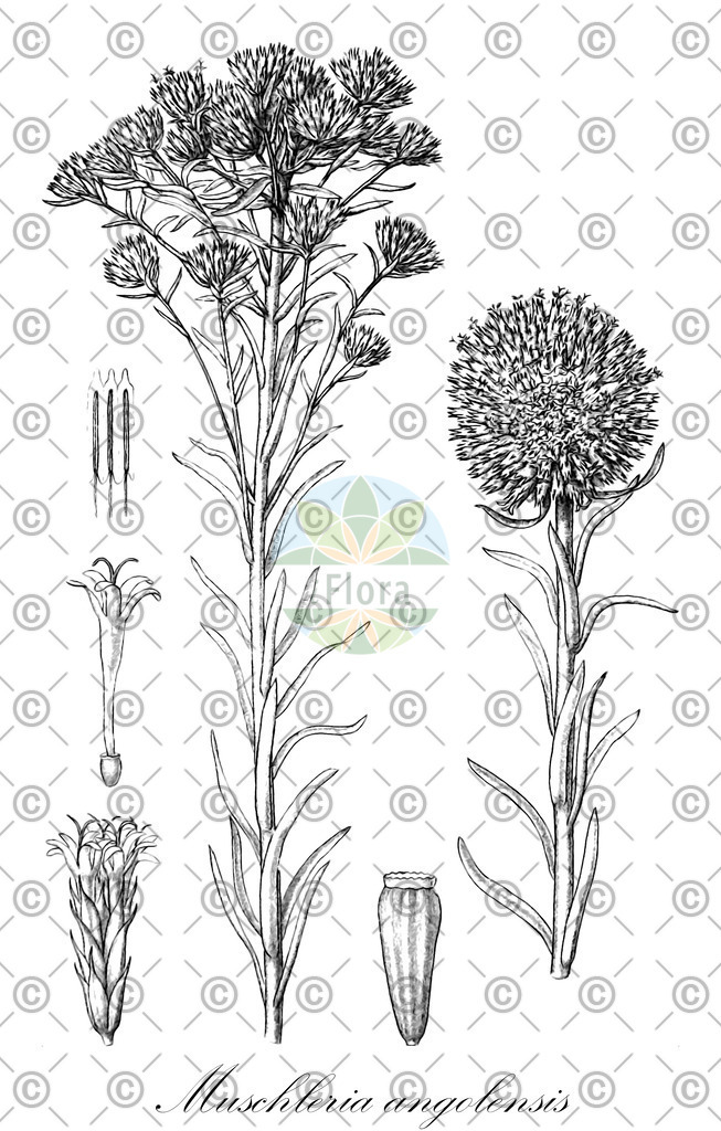 HistAbb_wfo-0000475254_1_ENZY_Simple | Historische Abbildung von Muschleria angolensis - Asteraceae | Historical Illustration of Muschleria angolensis - Asteraceae