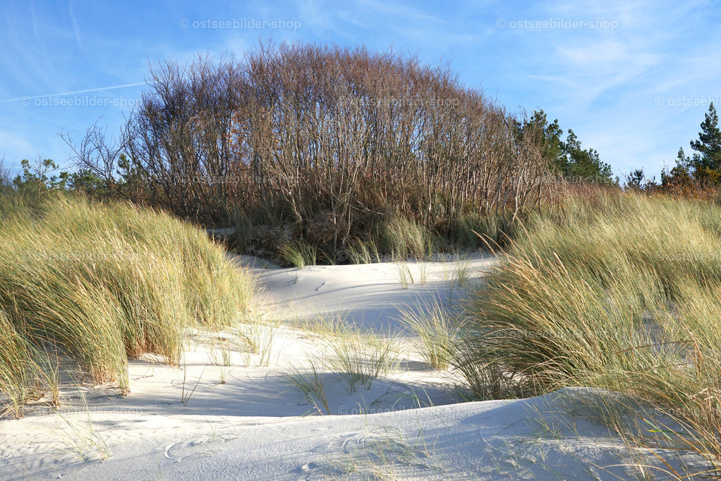 Blick über eine Düne zum Darsswald | Das Bild zeigt eine Düne und den feinen, weissen Sand des Weststrandes vor einem Buchenwäldchen des Darsswaldes.