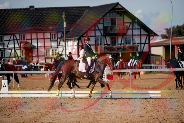 2026_10_03_Siefer-Hof_114741_Z63_26894945 | Professionelle Reitsport-, Turnier- und Eventfotografie von Robert Broda. Galerien mit ausgewählten und bearbeiteten Bildern direkt online ansehen und bestellen.