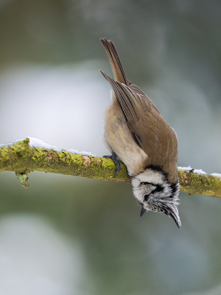 Haubenmeise kopfüber | Bei meiner vergeblichen Suche nach Rauhfuß- und Sperlingskauz entdeckte ich diese Haubenmeise auf Nahrungssuche. Im Winter braucht wohl auch dieser Vogel einen Perspektivwechsel, um über die Runden zukommen. - Realisiert mit Pictrs.com
