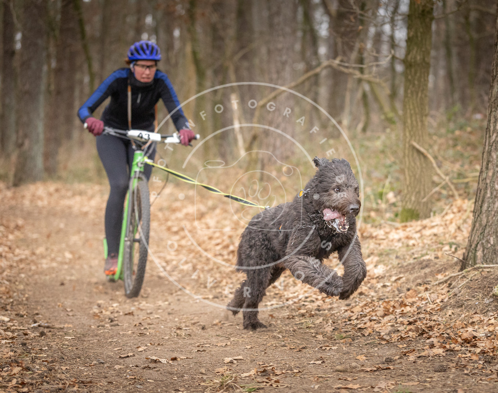 Pfotenfotografie_DV3A6873 | Hundefotografie, Tierfotograf, Pfotenfotografie, Fotoshooting Hund, Hunde Portrait, Hundesport, Hundeportraits, Heideshooting, Hunde, Sportfotograf, Hundefotograf, Turnierhundsport, THS,  - Realisiert mit Pictrs.com