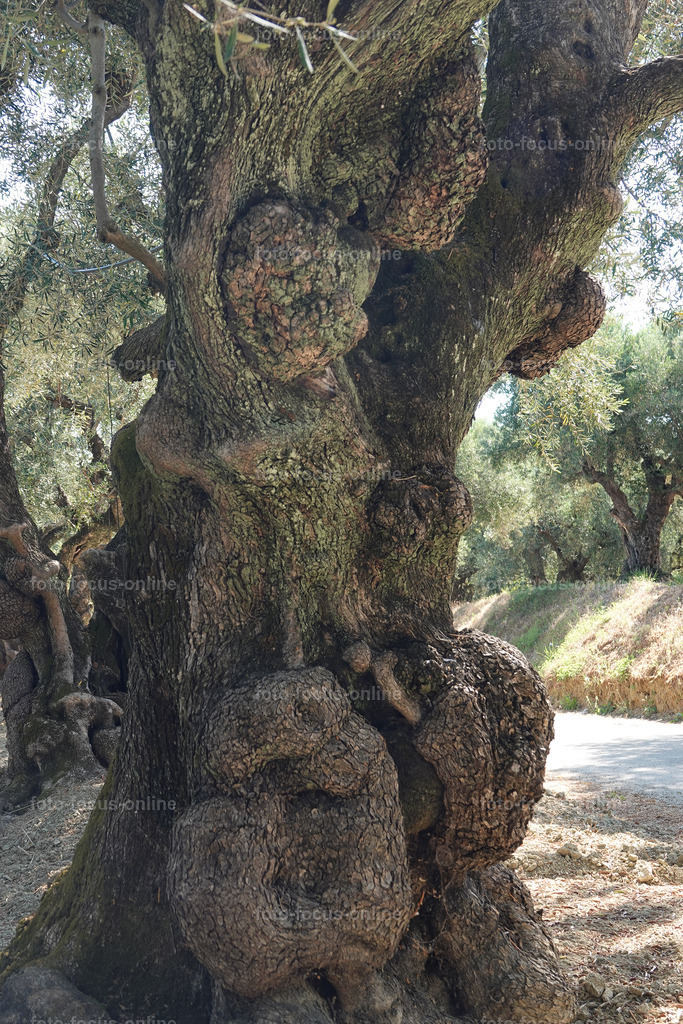Stories of the Ancient Olive Trees | Ancient Olive Trees