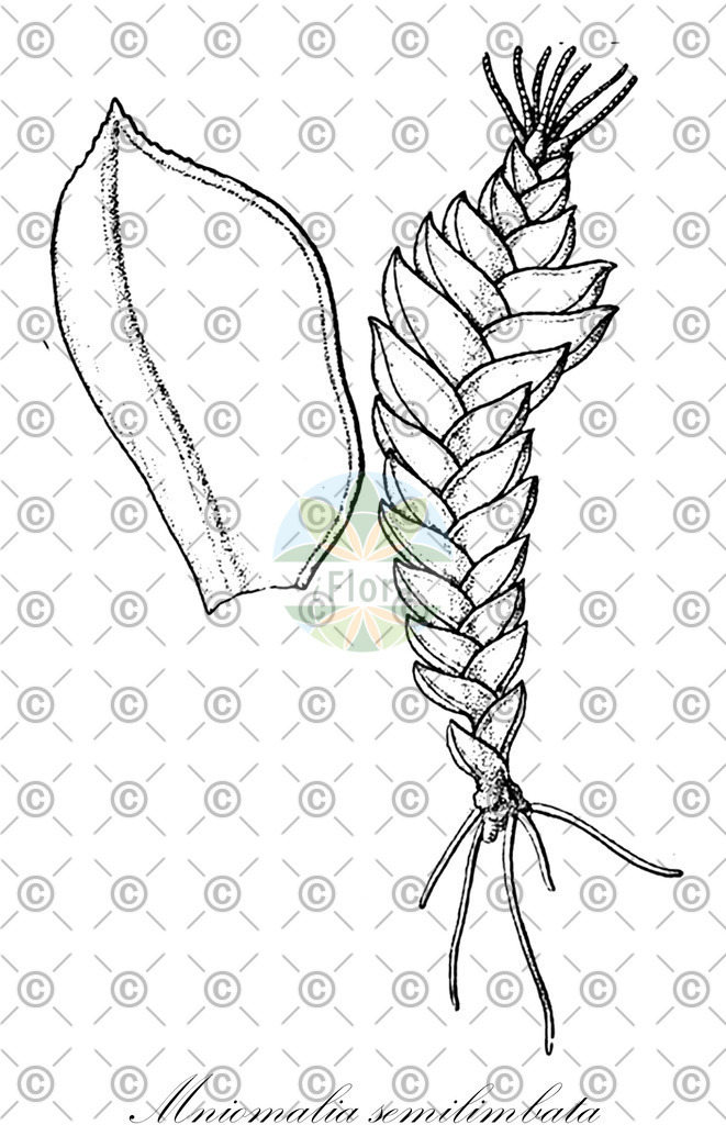 HistAbb_wfo-0001187550_2_ENZY_Simple | Historische Abbildung von Mniomalia semilimbata - Phyllodrepaniaceae | Historical Illustration of Mniomalia semilimbata - Phyllodrepaniaceae