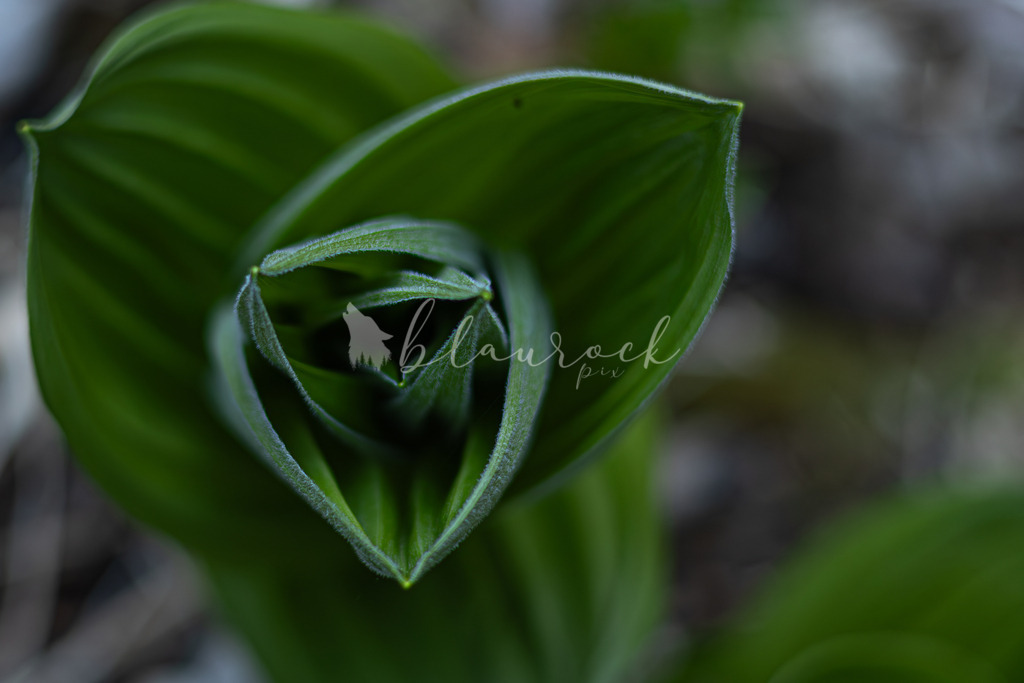 701A6865  | Sportbilder, Sportfotograf, Hochzeits- und Eventfotografin, Flugshows, Portraits und Tiershooting, Aviation, Downhill, Nationalleague, Swissleague, International