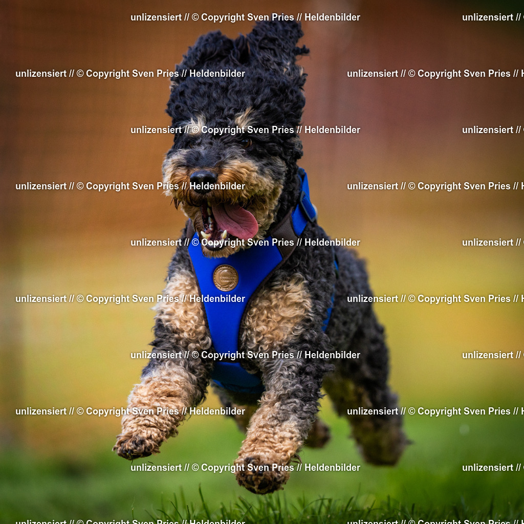 Sven Pries | 2025-04-13 - Hunderennen Baden-Baden - Realisiert mit Pictrs.com