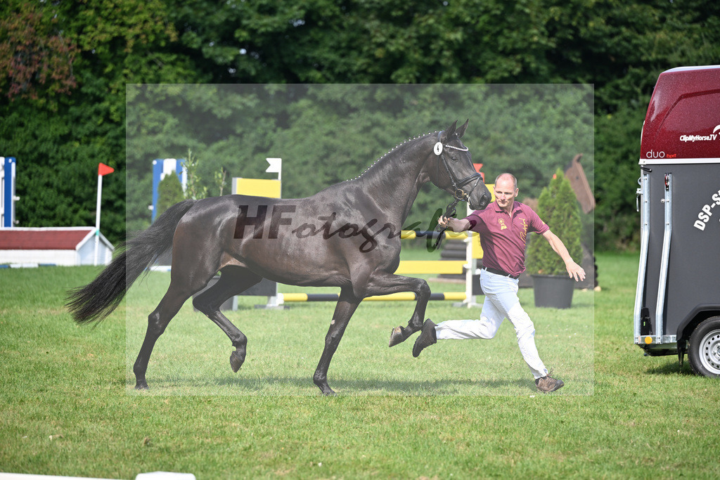 Kat-Nr. 4 Zoraya v. Zackerey_Gestuet Greim_27150463 | hf-fotografie - Realizzato con Pictrs.com