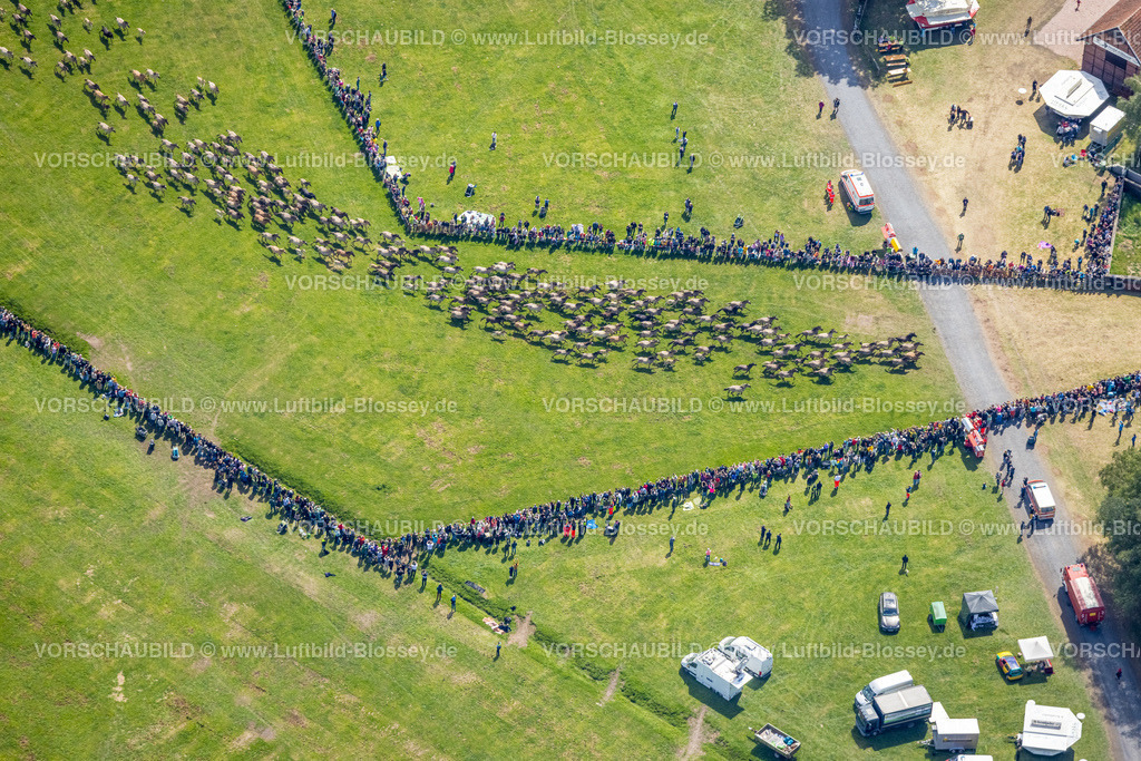 Duelmen220505080MerfelderBruchPferde | Luftbild, Wildpferdefang im Merfelder Bruch bei Dülmen, Arena der Wildpferdebahn, Herzöge von Croÿ Anwesen, Pferdeherde,  Merfeld, Dülmen, Münsterland, Nordrhein-Westfalen, Deutschland