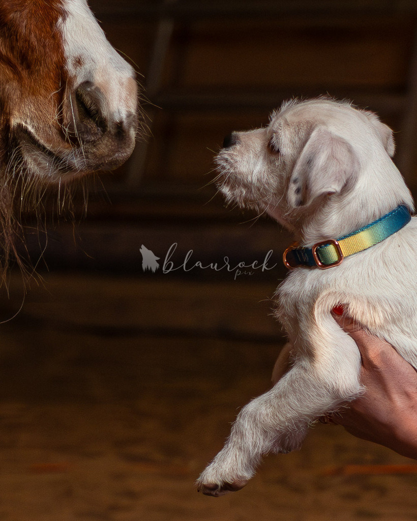 701A3998LF01_1 | Sportbilder, Sportfotograf, Hochzeits- und Eventfotografin, Flugshows, Portraits und Tiershooting, Aviation, Downhill, Nationalleague, Swissleague, International