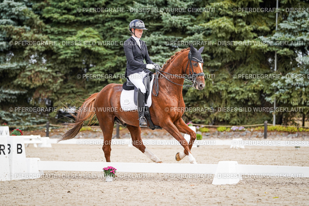 DSC04082 | Pferdegrafie