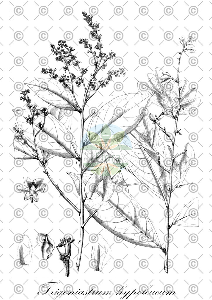 HistAbb_wfo-0001376383_1_ENZY_Simple | Historische Abbildung von Trigoniastrum hypoleucum - Trigoniaceae | Historical Illustration of Trigoniastrum hypoleucum - Trigoniaceae